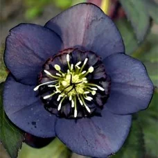 Lumeroos ANEMONE BLACK